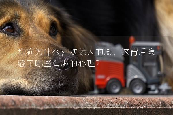 狗狗為什么喜歡舔人的腳，這背后隱藏了哪些有趣的心理？