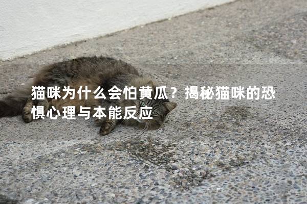 貓咪為什么會(huì)怕黃瓜？揭秘貓咪的恐懼心理與本能反應(yīng)