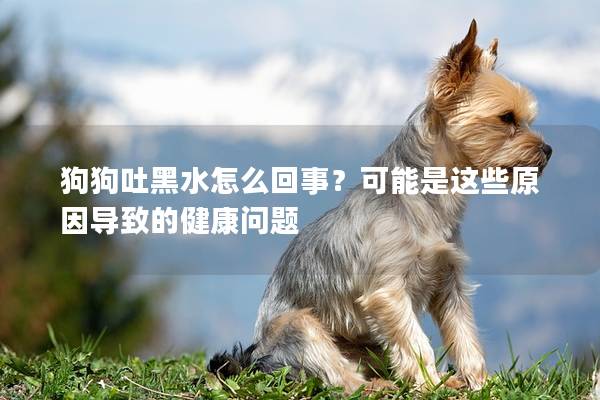 狗狗吐黑水怎么回事？可能是這些原因導致的健康問題