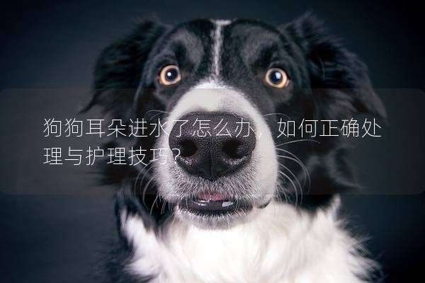 狗狗耳朵進水了怎么辦，如何正確處理與護理技巧？