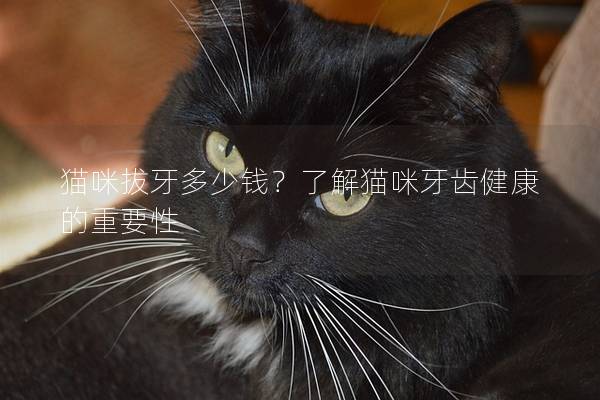 貓咪拔牙多少錢(qián)？了解貓咪牙齒健康的重要性