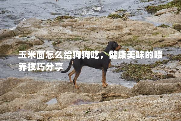 玉米面怎么給狗狗吃，健康美味的喂養技巧分享