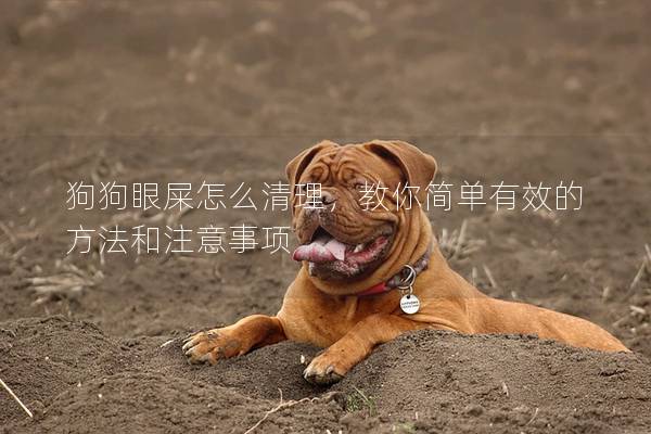 狗狗眼屎怎么清理，教你簡單有效的方法和注意事項