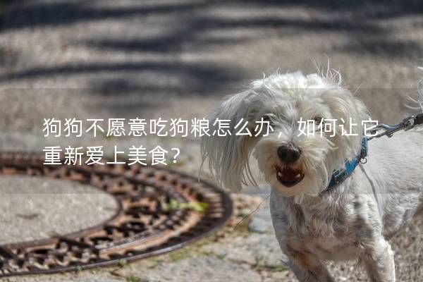 狗狗不愿意吃狗糧怎么辦，如何讓它重新愛上美食？