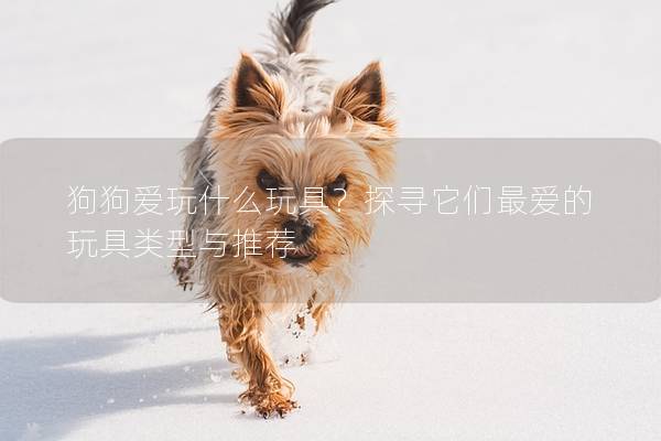 狗狗愛玩什么玩具？探尋它們最愛的玩具類型與推薦