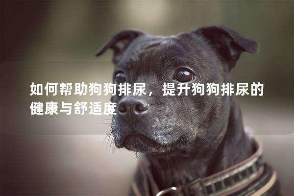如何幫助狗狗排尿，提升狗狗排尿的健康與舒適度