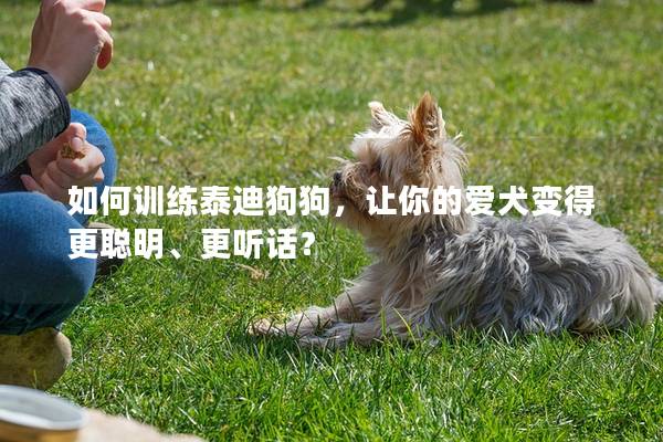 如何訓(xùn)練泰迪狗狗，讓你的愛犬變得更聰明、更聽話？