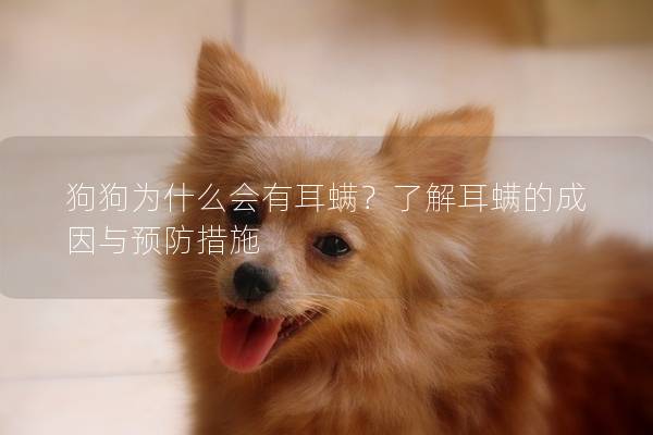 狗狗為什么會有耳螨?了解耳螨的成因與預防措施 狗狗為什么會有耳螨?了解耳螨的成因與預防措施