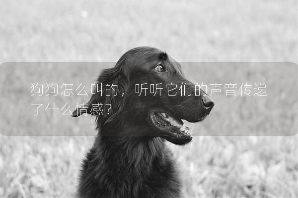 狗狗怎么叫的，聽聽它們的聲音傳遞了什么情感？
