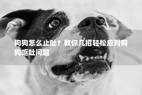 狗狗怎么止吐？教你幾招輕松應(yīng)對狗狗嘔吐問題