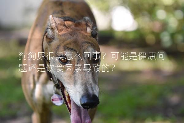 狗狗尿很臭怎么回事？可能是健康問題還是飲食因素導致的？