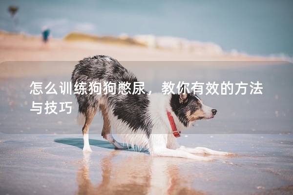 怎么訓練狗狗憋尿，教你有效的方法與技巧