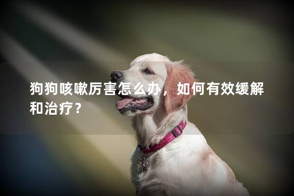 狗狗咳嗽厲害怎么辦，如何有效緩解和治療？