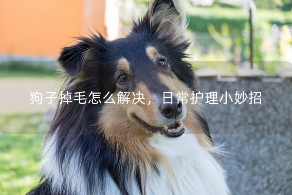 狗子掉毛怎么解決,日常護理小妙招 狗子掉毛怎么解決,日常護理小妙招