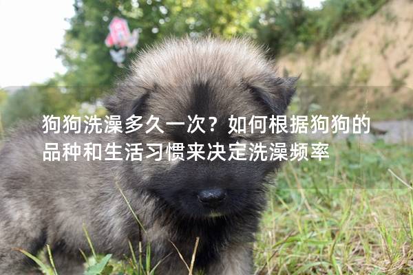 狗狗洗澡多久一次？如何根據狗狗的品種和生活習慣來決定洗澡頻率