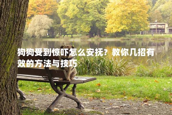 狗狗受到驚嚇怎么安撫？教你幾招有效的方法與技巧