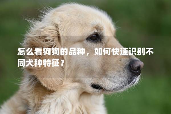 怎么看狗狗的品種，如何快速識(shí)別不同犬種特征？