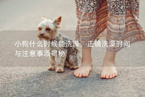 小狗什么時候能洗澡，正確洗澡時間與注意事項揭秘