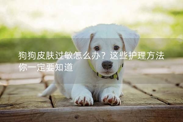 狗狗皮膚過(guò)敏怎么辦？這些護(hù)理方法你一定要知道