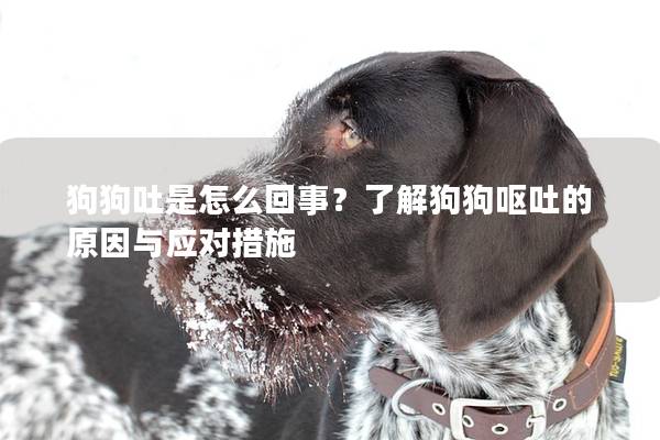 狗狗吐是怎么回事？了解狗狗嘔吐的原因與應(yīng)對(duì)措施