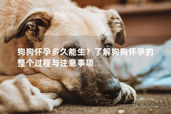 狗狗懷孕多久能生?了解狗狗懷孕的整個過程與注意事項 狗狗懷孕多久能生?了解狗狗懷孕的整個過程與注意事項