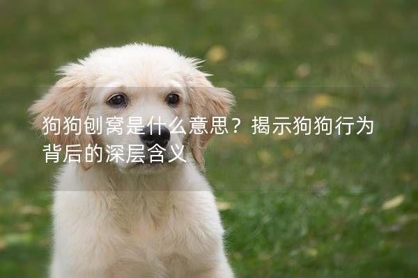 狗狗刨窩是什么意思？揭示狗狗行為背后的深層含義