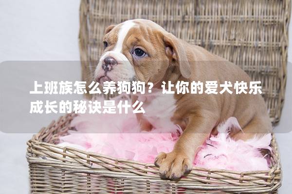 上班族怎么養狗狗？讓你的愛犬快樂成長的秘訣是什么