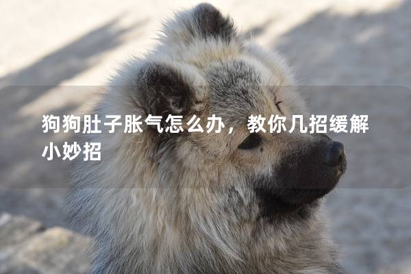 狗狗肚子脹氣怎么辦，教你幾招緩解小妙招