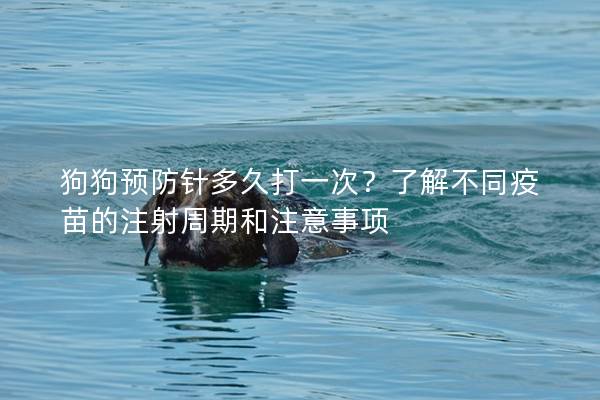 狗狗預防針多久打一次？了解不同疫苗的注射周期和注意事項