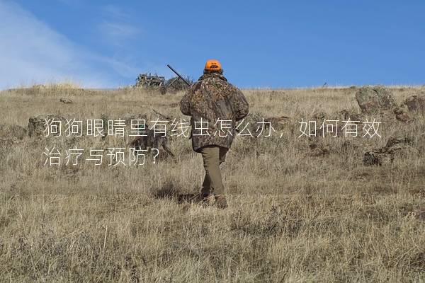 狗狗眼睛里有線蟲怎么辦，如何有效治療與預防？