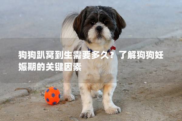 狗狗趴窩到生需要多久？了解狗狗妊娠期的關鍵因素