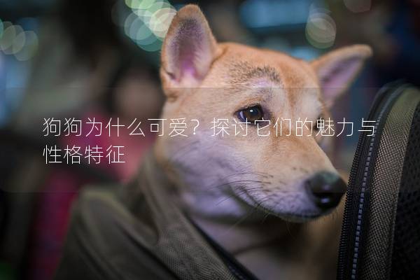 狗狗為什么可愛？探討它們的魅力與性格特征