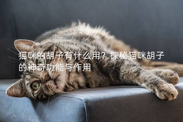 貓咪的胡子有什么用？探秘貓咪胡子的神奇功能與作用