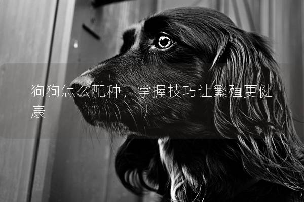 狗狗怎么配種，掌握技巧讓繁殖更健康