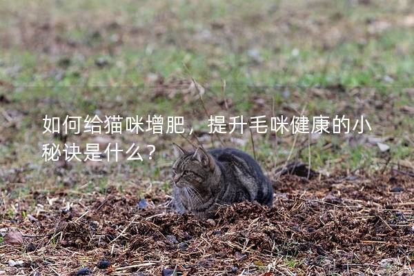 如何給貓咪增肥，提升毛咪健康的小秘訣是什么？