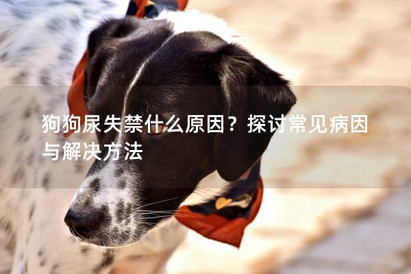 狗狗尿失禁什么原因？探討常見病因與解決方法