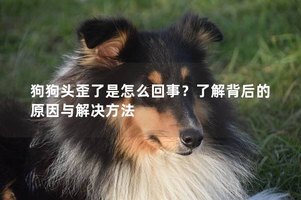 狗狗頭歪了是怎么回事？了解背后的原因與解決方法