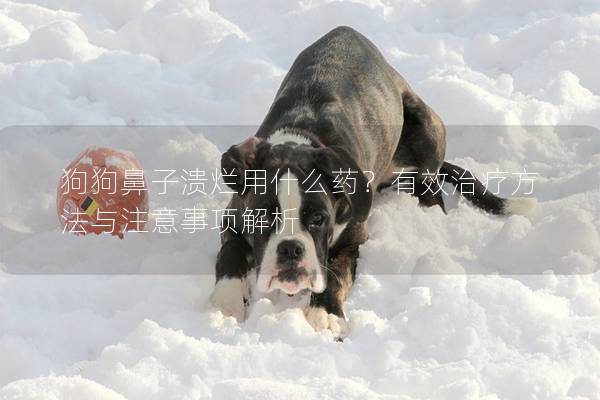 狗狗鼻子潰爛用什么藥？有效治療方法與注意事項解析