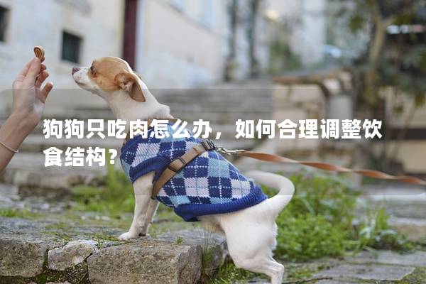 狗狗只吃肉怎么辦，如何合理調(diào)整飲食結(jié)構(gòu)？