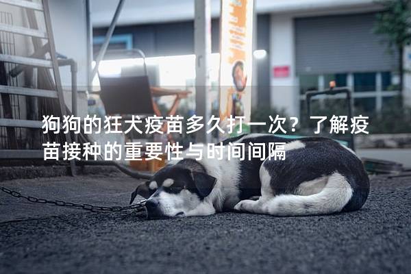 狗狗的狂犬疫苗多久打一次？了解疫苗接種的重要性與時(shí)間間隔