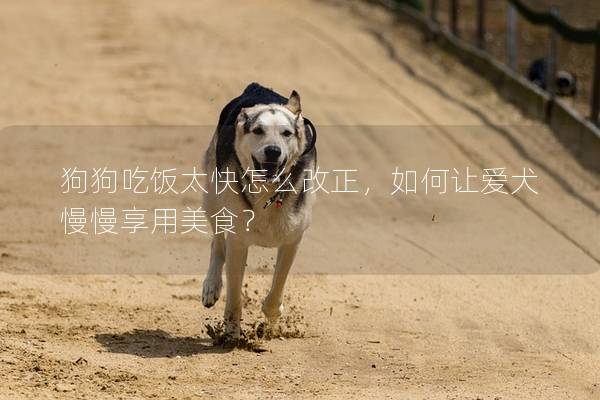 狗狗吃飯?zhí)煸趺锤恼绾巫寪廴碛妹朗常? title=