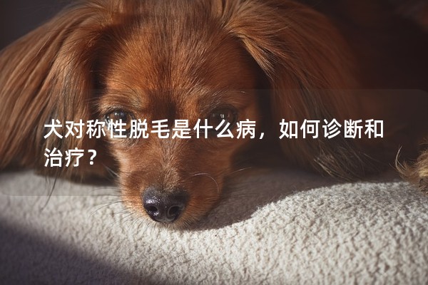 犬對稱性脫毛是什么病，如何診斷和治療？