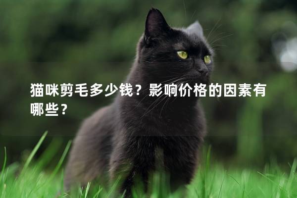 貓咪剪毛多少錢？影響價格的因素有哪些？