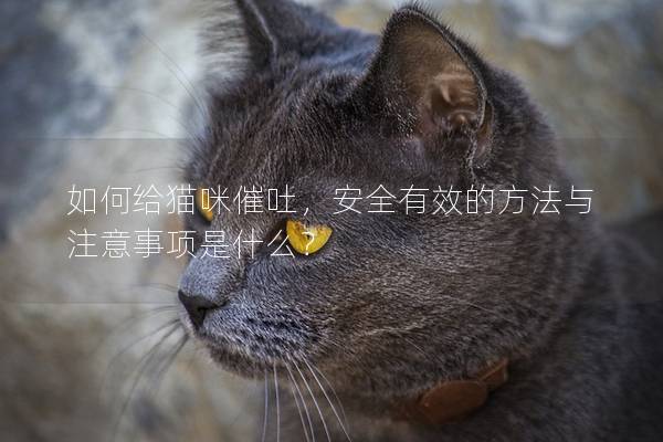 如何給貓咪催吐，安全有效的方法與注意事項是什么？