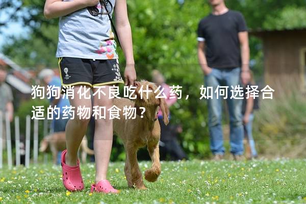 狗狗消化不良吃什么藥，如何選擇合適的藥物和食物？