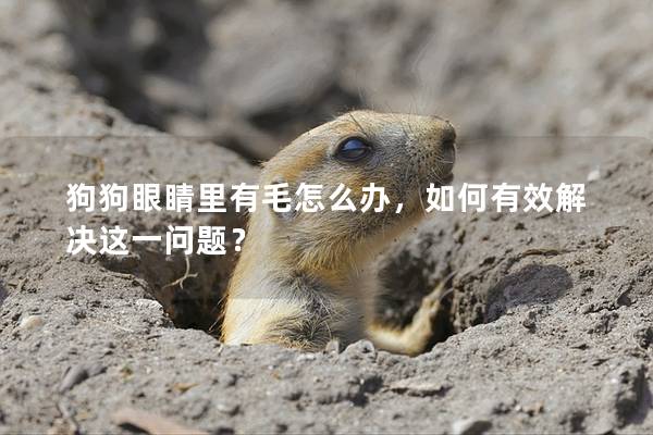 狗狗眼睛里有毛怎么辦，如何有效解決這一問題？