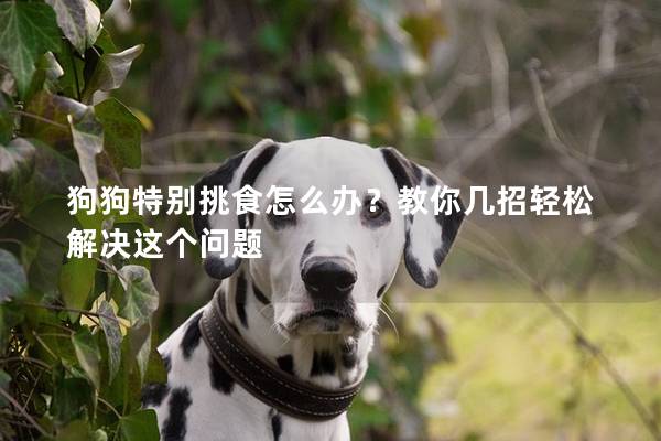 狗狗特別挑食怎么辦？教你幾招輕松解決這個問題