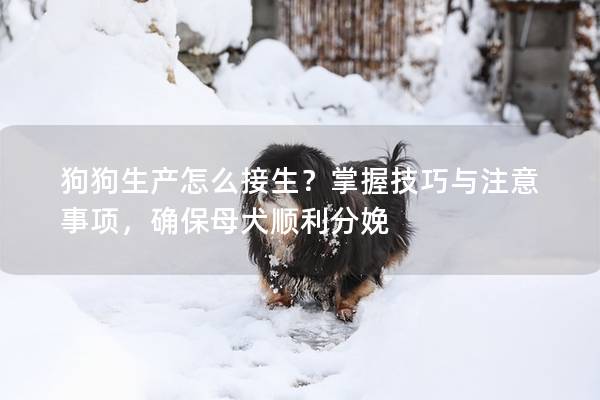 狗狗生產怎么接生？掌握技巧與注意事項，確保母犬順利分娩