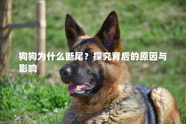 狗狗為什么斷尾？探究背后的原因與影響