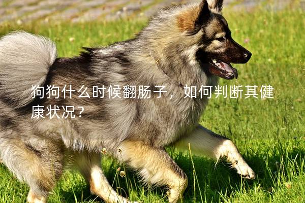 狗狗什么時候翻腸子，如何判斷其健康狀況？